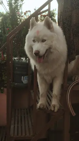 आफ्नै पारामा 😪🤭 #creatorsearchinsight #pets #husky #fyp #foryou 