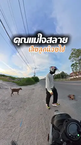 คุณแม่ใจสลาย เสียลูกน้อยไป1ตัว คาดเหตุการณ์ว่าลูกวิ่งตามแม่ข้ามถนนไป แล้วเกิดถูกรถชนครับ ผมกำลังจะเข้าบ้าน เจอน้องพอดี เลยได้ทำการฝังให้เรียบร้อยครับ ในทุกๆวันผมจะนำจ้าวไปให้เขากินตลอดครับ แต่ลูกน้อยเขานั้นทั้ง3ยังหวาดระแวงอยู่ครับ เลยจับไม่ได้  ผมจะดูและพวกเขาจนวันสุดท้ายของเขาแหล่ะครับ