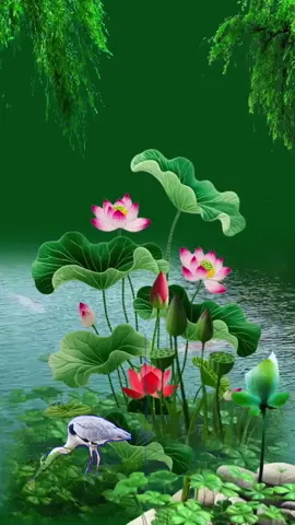 #suyngam #hoasen #cuocsong 