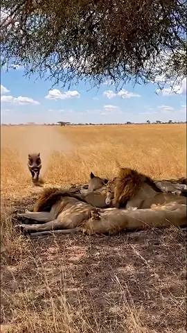 #سبحان_الله_وبحمده_سبحان_الله_العظيم #لايك_متابعه_اكسبلور #اكسبلورexplore #اكسبلور #parati 