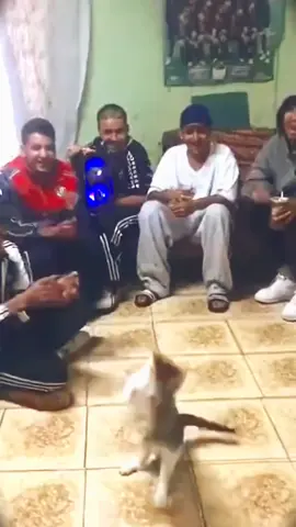 #বিড়াল এর নাচ #🤭🤭🤭🤭🤭🤭🤭🤭🤭 #হাহাহাহাহা🤣🤣🤣😂😂😂 #কপি_লিংক_করো_৩_বার_others_গিয়ে #সাপোট_করলে_সাপোট_পাবেন🇧🇩👌😍💗❤️🤝🤝🤝🥰 