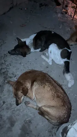 #ชีวิตเด็กบ้านนอก🖤 #หมาพราน🐕🐕🐕🐗🐗🐗🦝🦝🦝🦎🦎🦎🔥🔥🔥🔥💯💯💯 