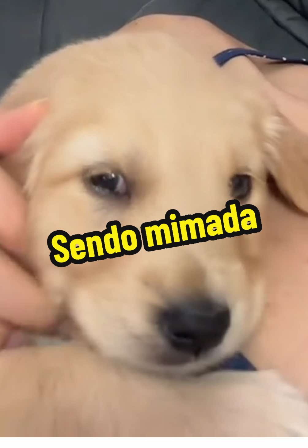 A reação dela comigo elogiando 🥹🐾🩷 #goldenretriever #cachorros #cachorrosfofos #amordepet #maedepet 