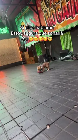 🦖🦖🥹🥹 #americanbully #mascotastiktok #perrosadorables #paratiiiiiiiiiiiiiiiiiiiiiiiiiiiiiii 