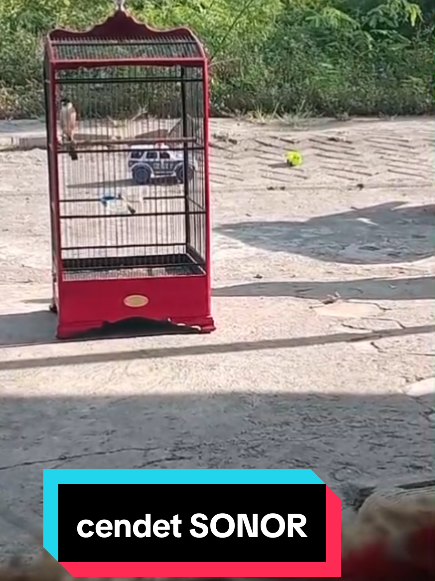 sebut saja dia cendet SONOR  #cendet #cendetmaniaindonesia #cendetjatim #cendetmanianusantara #dku_Temanggung 