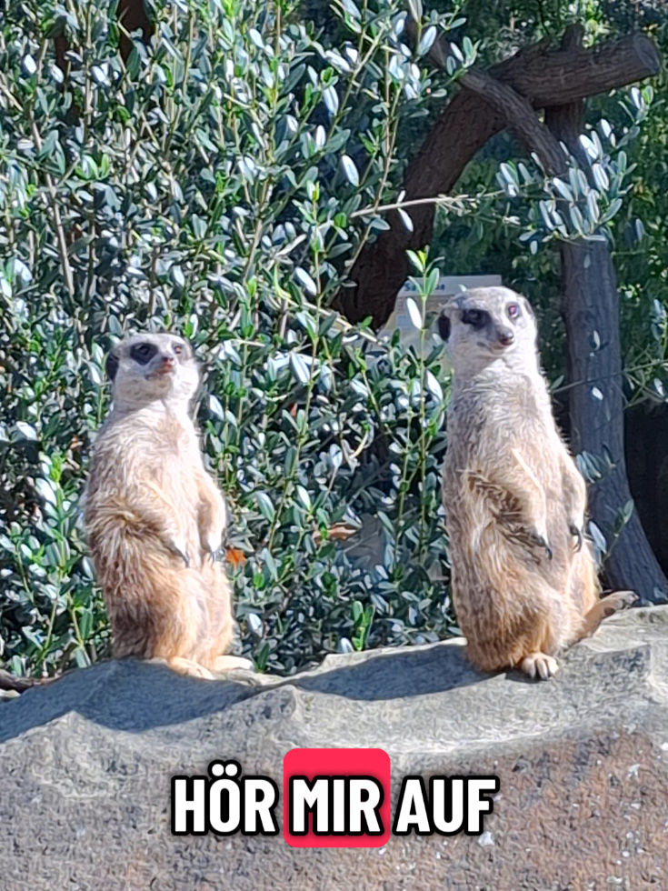 Teddy und Freddy Erdmann Die Ermännchen  #comedy #suricata  #erdmännchen #funny 