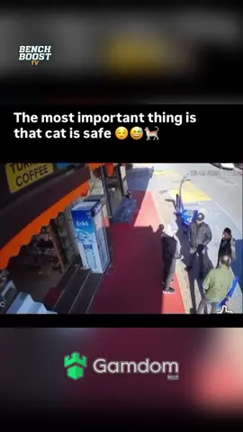 #fyp #xyzbca #cat #cats #catsoftiktok 