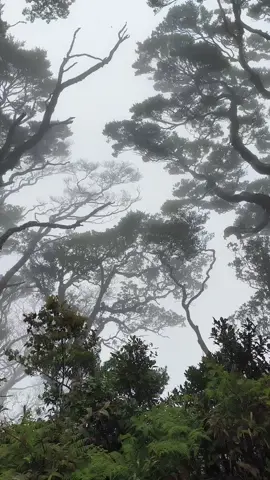 puncak gn halimun salak via cimalati 08 November 2025 🥶🥶🥶 #pendakigunung #pendakiindonesia #fyp #fypage #salakmountain