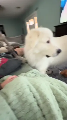 Early morning playtime ☺️❤️🐾 #greatpyrenees #play #aussie #doggo #tugofwar 