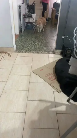 Muy temprano para darle amor al gordo 😂