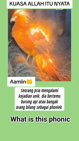Terlihat burung berapi #thiniline  #bunian  #videoreals  #jangkauan #public 