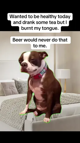 This meme hilariously captures that failed healthy choice regret with the text “Wanted to be healthy today and drank some tea but I burnt my tongue. Beer would never do that to me.” It shows a sad dog sitting on a bed, looking like it’s crying or whining in pain—total “why did I choose this?” energy as the poor pup nurses its imaginary burnt tongue! #relatablememes #sad #beer #dog #capcutmemes 