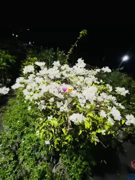 আর ওই একজন হচ্ছে তুমি..!i✨🍒 @- 𝙰𝚗!𝚔 🌙🍒  . . .#foryou #foryou #foryou #foryou 