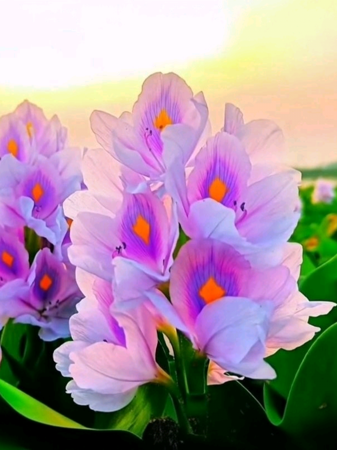 📍তুমি আসো না মন তো বসেনা চাঁদ উটেনা আকাশে