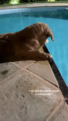 #goldenretriever #melhoresvideos #pets #goldenretrieverlife #ti̇ktok 