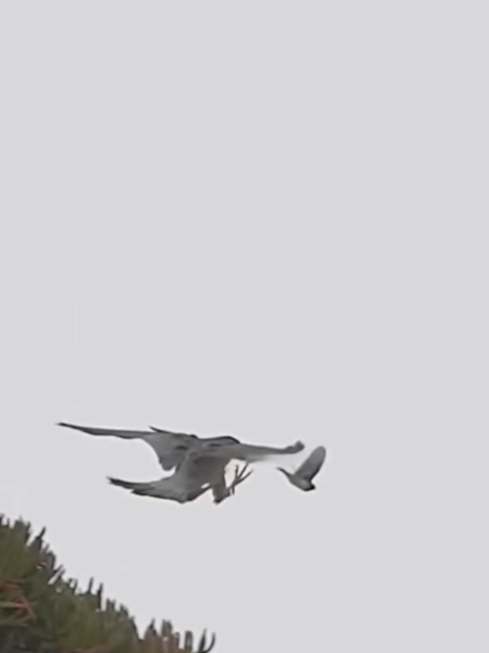 #onthisday Peragreen falcon attack Bird#fyp #foryoupa #foryoupage 