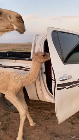 يعارض الطروش😂 #اكسبلور #البل_عطايا_الله_عشاق_البداوه_🐪😍 #yppppppppppppppppppppppp #مالي_خلق_احط_هاشتاقات 