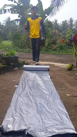 plastik mulsa satu roll#plastikmulsa #plastikmulsahitamperak #mulsapertanian #saturoll #tebal 