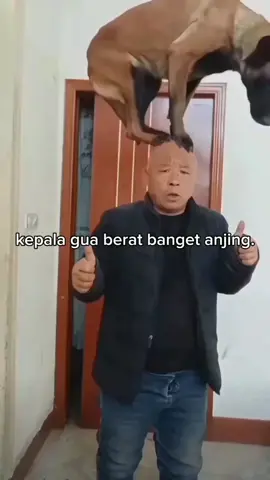 #funnyvideos #meme #tiktok 