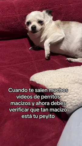 Si o no   #fyp #paratiiiiiiiiiiiiiiiiiiiiiiiiiiiiiii #perritostiktokers #macizo #parati 