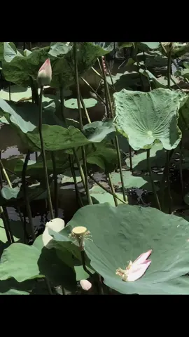 vì quá kì vọng nên thất vọng cũng nhiều…##chualanh #hoasen #binhyen 