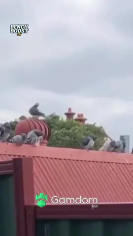 #fyp #xyzbca #viral #trending #animals 