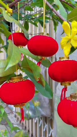 Em có nhiều size giá hạt dẻ mọi người tham khảo giỏ hàng em nhé #xuhuong #tet2026 #longden #longdentrangtritet #taphoanhi 