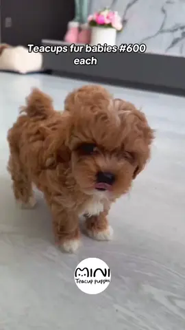 #creatorsearchinsights #teacuppuppies #miniteacuppuppies #viral #fyp 