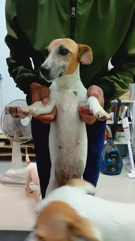 มะลิ #jack russell terrier