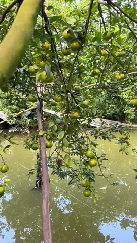 Quýt đường chín