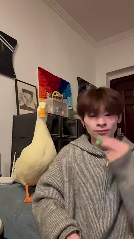 没有手机拍着它又要啰嗦了😂#搞笑 #鸭子 