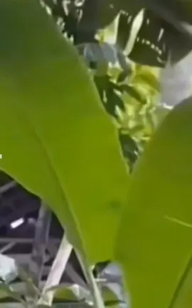 #fypシ #🤣🤣🤣 