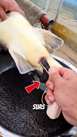 Esse peixe poderia te deixar milionário! #bichos #animais #curiosidades 