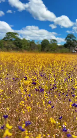 #ทุ่งดอกไม้ป่าวนอุทยานน้ําตกผาหลวง #ทุ่งดอกหญ้านามพระราชทาน ของพระพันปีหลวง สวยงดงามมีชื่อเช่น ดอกดุสิตา ดอกสร้อยสุวรรณา ทิพย์เกษร แนะนำไปถ่ายรูปสวยๆกัน ถ่ายไว้8/11/68 #ศรีเมืองใหม่อุบลราชธานี 