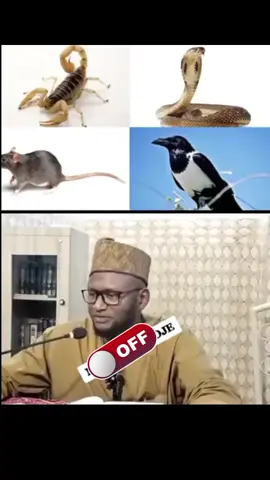 #Shekh Lawan Abubakar Shu'aib Triumph Hafizahullah 