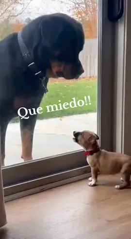 cuiden a sus perritos porque les da por la actuación 🤣🤣🤣#perritosgraciosos #perrihijos #perritostiktok #humor #amolosperros 
