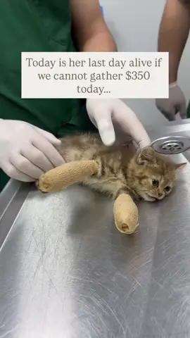 Link in bio to help. #catsoftiktok 