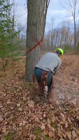 Let the big dog eat! Chainsaw action and busting apart a big top with the Ponsse Ergo 🤙🌳
