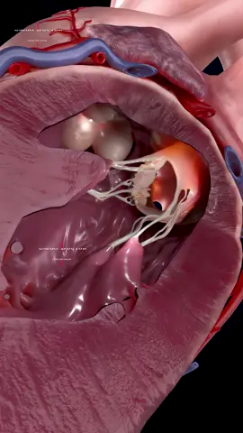 Close Up of a Beating Heart | (Lateral)🫀 . . . . . . The human heart is a vital organ that pumps blood throughout the body, supplying oxygen and nutrients while removing carbon dioxide and waste products. Here are some key points about the human heart: Anatomy: The heart has four chambers: two upper atria and two lower ventricles. The right side pumps deoxygenated blood to the lungs, while the left side pumps oxygenated blood to the rest of the body. Valves: There are four main valves (tricuspid, pulmonary, mitral, and aortic) that ensure unidirectional blood flow through the heart and prevent backflow. Circulation: The heart is part of the circulatory system, which includes the pulmonary circuit (to and from the lungs) and the systemic circuit (to and from the rest of the body). Electrical System: The heart has its own electrical system, including the sinoatrial (SA) node, which acts as the natural pacemaker, regulating the heartbeat. Health: Maintaining heart health is crucial, as cardiovascular diseases are leading causes of morbidity and mortality. Lifestyle factors such as diet, exercise, and avoiding smoking play a significant role in heart health.💓. . . #anatomy #anatomia #anatomía #education #anatomi #ANATOMY #heartanatomy #medicina #3danimation #cardio #pregnancy #pulmonaryhypertension #pregnant #baby #gravidez #medstudent #animation #smartdoctor #smartdoctor1 #cardiology