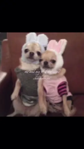 #bf #chihuahua 