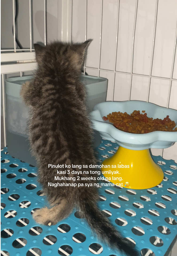 Sa cage ito ng 3 years old cat ko, buti na lang mabait kaya hindi nagagalit. Kinupkop ko muna kasi magbabagyo naawa naman ako 😓 di ko tinuruan kusa nya na discover san iinom at kakain, litter trained na rin, nakikita nya siguro sa cat ko. ☺️ #catsoftiktok #fyp #pet