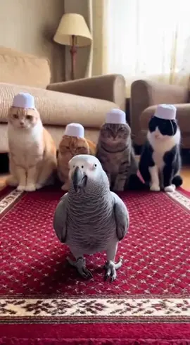 #islamic_video #pakistani_tik_tok #islam #islamic_video #islam 