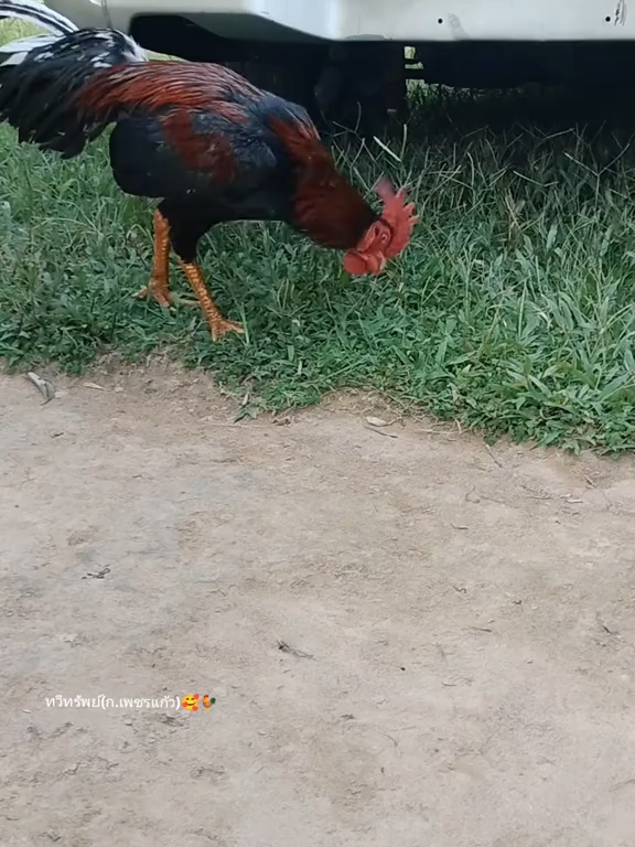 #ค่ายไก่ทวีทรัพย์ #ค่ายไก่กเพชรแก้ว #ลูกบ้านพรุยายชี #อนุรักษ์ไก่ใต้🐓 #ไม่ใช่การทารุนกรรมส