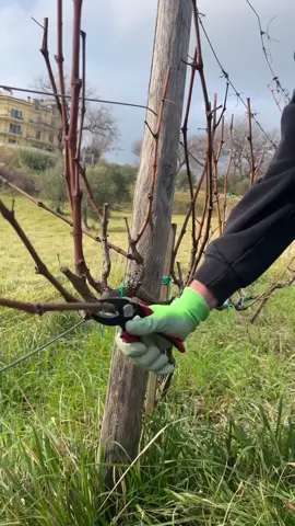 Her Növ Meyve bağlarının Budaması #xudat_bagban 