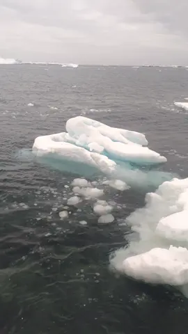 Ранковий океан #antarctica #wildlife  #4knature #cute #антарктида 