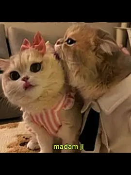 madam ji mujhe maaf kardo  #funny #foryou #catlovers #meme 