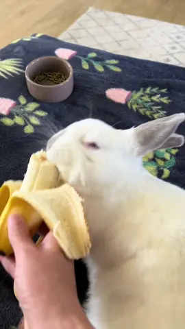 It took 8 seconds to notice 🍌 #rabbitsoftiktok #cuteanimals #freeroambunny #bunny #animallover 
