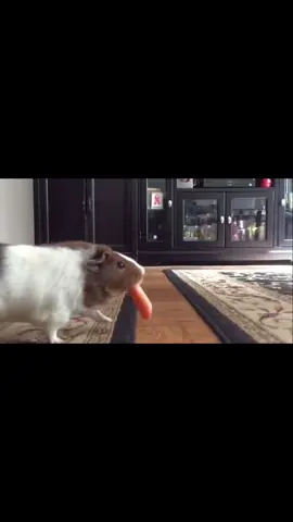 Original video: https://www.youtube.com/watch?v=dYH76wra-7A #guineapigs