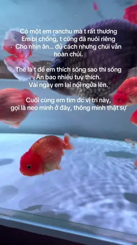 Em ranchu bị chúi. 