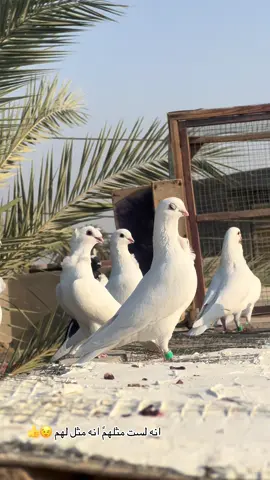 مثل لهم #الفرقه_النذله #ام_العواصف #حمودي_الصكباني #عيال_الصكباني ❤️